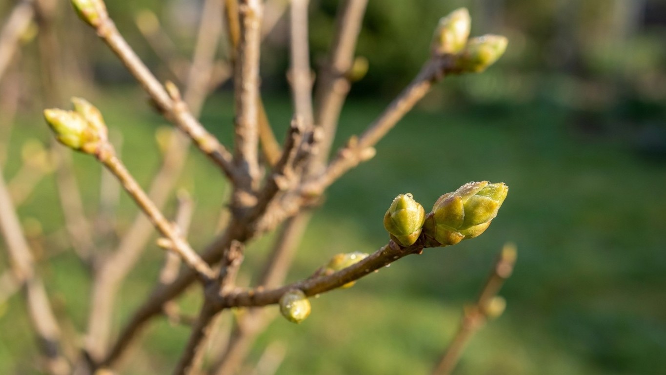 L'erreur de taille en mars que je faisais sur ma haie : elle ne refleurissait plus en été
