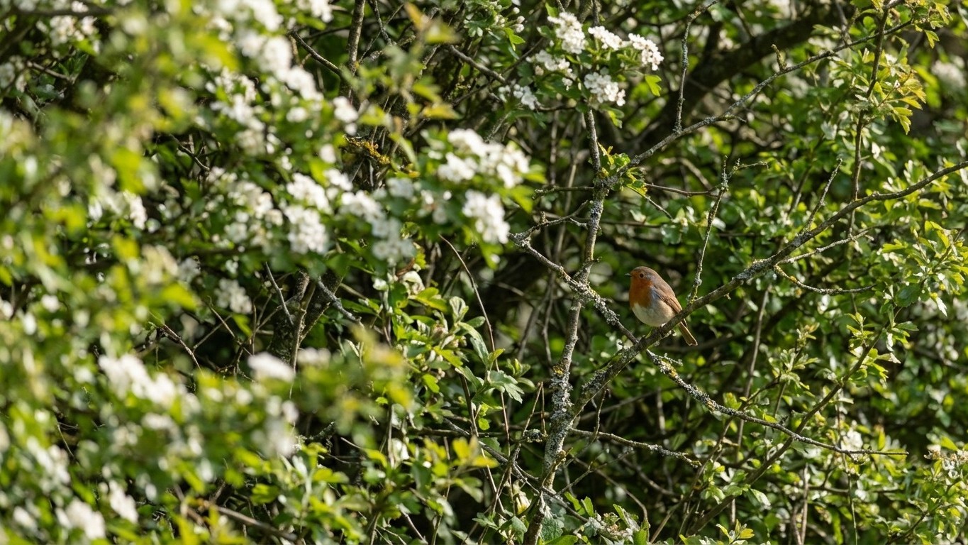 « Ma haie était un désert » : ces 5 essences mélangées ont tout changé en deux saisons