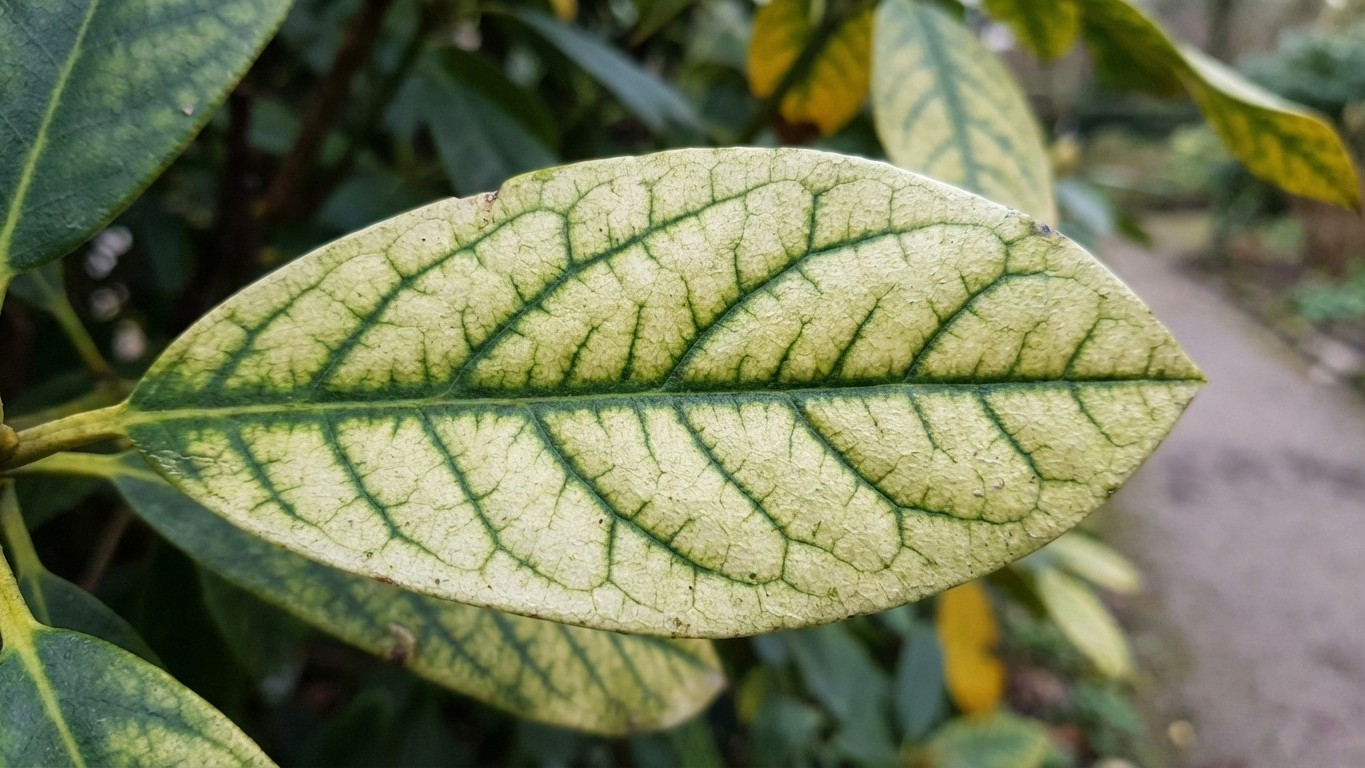 « Ma haie jaunissait chaque année » : le vrai problème, c'était mon sol calcaire
