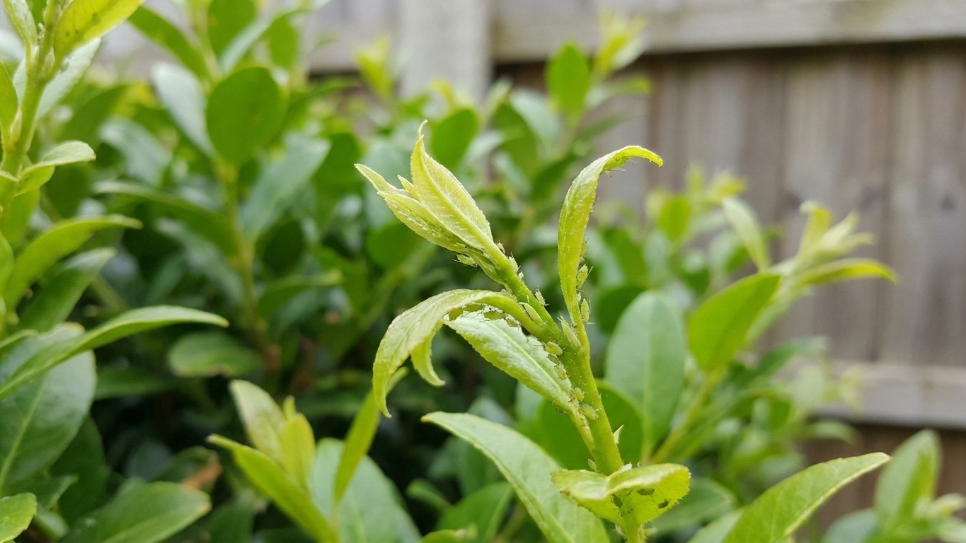Je mettais de l'engrais sur ma haie chaque printemps : j'ai compris trop tard ce que j'attirais vraiment