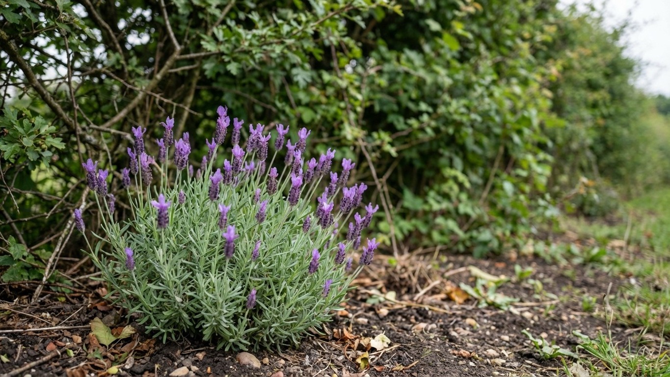 Les anciens plantaient toujours ça au pied de leur haie : pas un seul puceron n'osait s'approcher