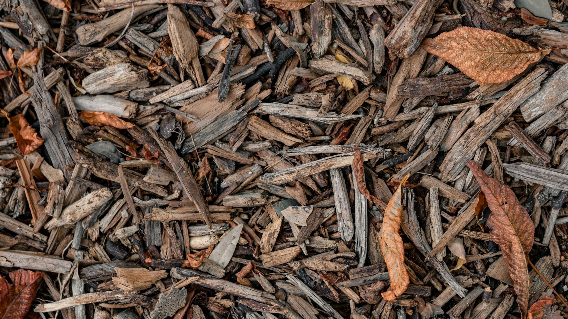 Ce paillage que les jardineries vendent par tonnes en mai détruit les haies de laurier sans que personne ne fasse le lien