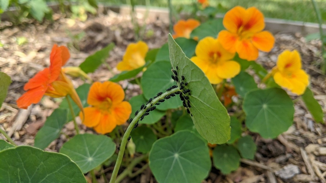 Cette fleur que tout le monde plante le long de la haie est un aimant à pucerons : et personne ne fait le lien