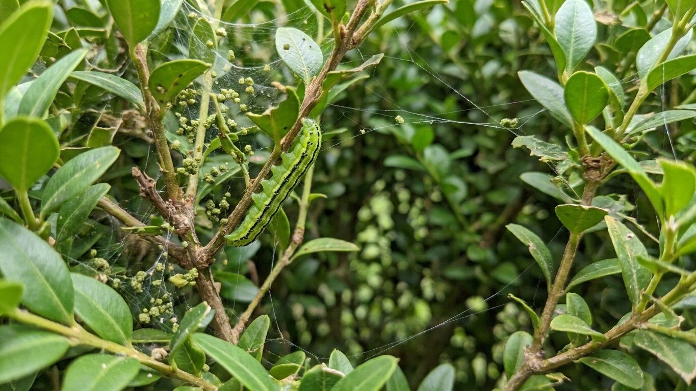 J'ai taillé mes buis début mai sans regarder à l'intérieur : en 15 jours, il ne restait que des squelettes de branches