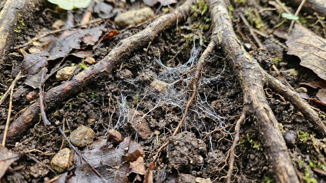 Ma haie de charmes touche l'arbre mort du fond du jardin : des chercheurs viennent de montrer ce qui circule vraiment entr...