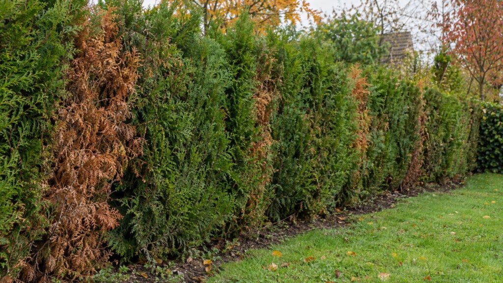 Un symptôme qui imite parfaitement la sécheresse