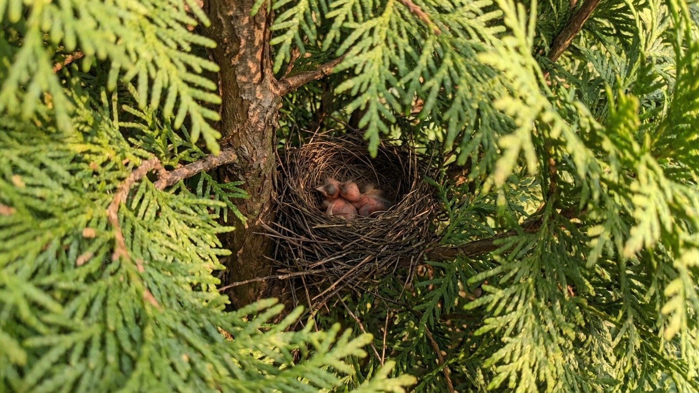 J'ai taillé ma haie de thuyas un matin de juin comme chaque année : quand j'ai vu ce qui tombait des branches, il était tr...