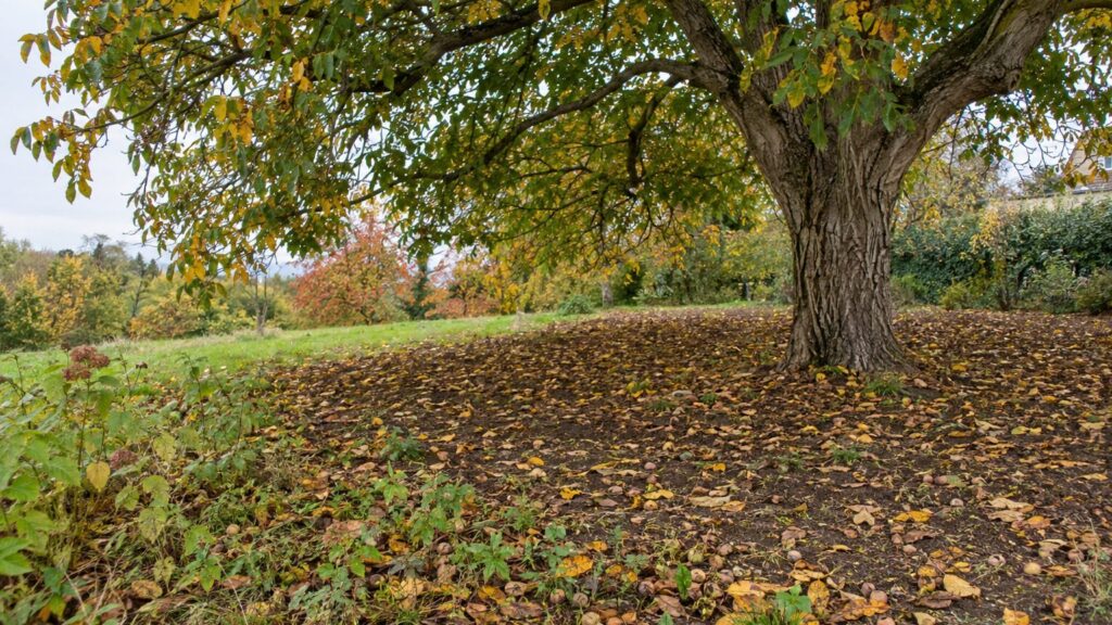 Le noyer, un arbre qui élimine sa concurrence