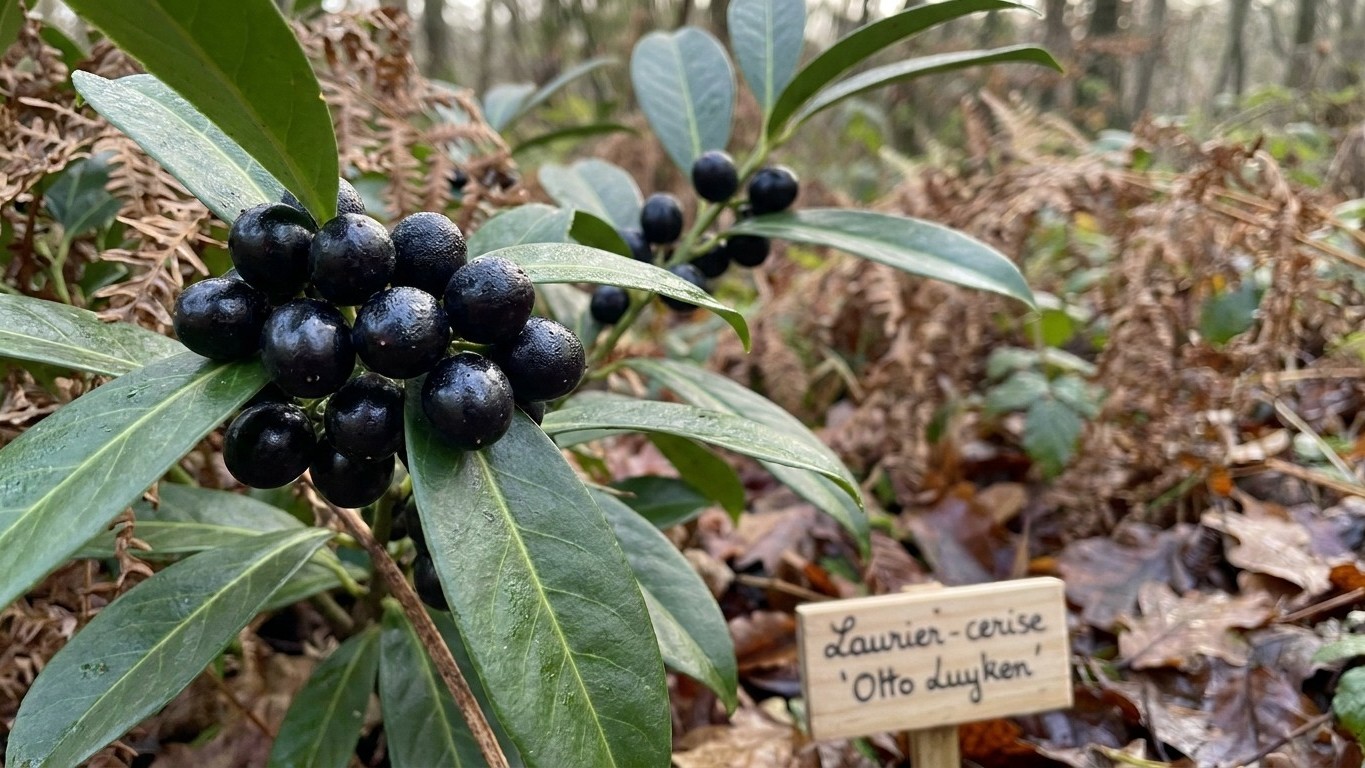 J'ai laissé mes lauriers-cerises porter leurs baies noires tout l'été juste parce que les merles s'en régalaient : en nove...