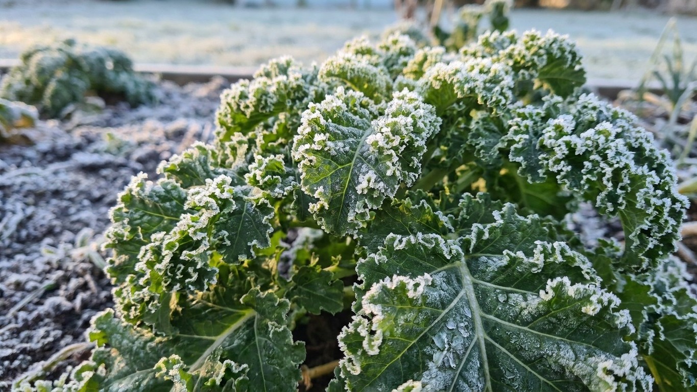 Légumes résistants au gel en hiver : ceux qui tiennent jusqu'à -15°C sans protection
