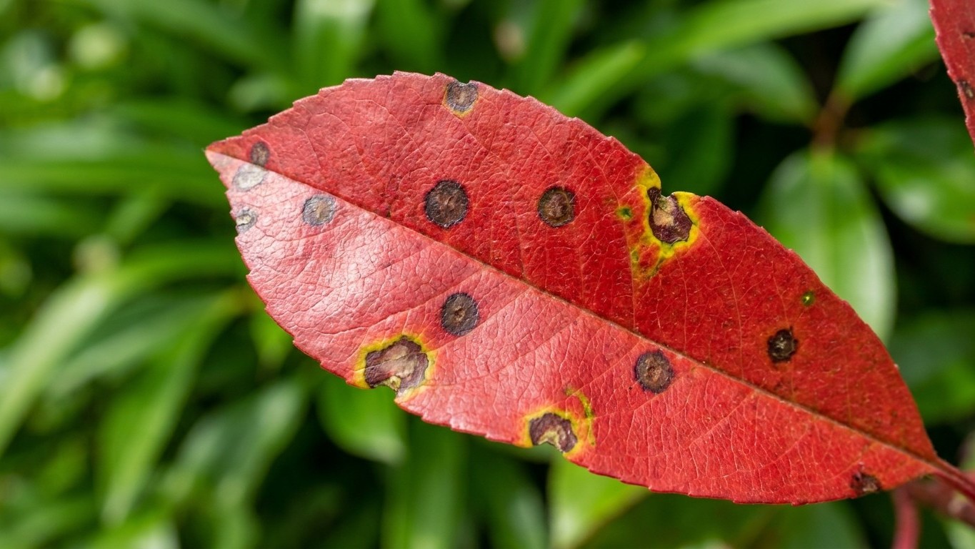 Mon voisin a vu mes photinias perdre leurs feuilles et m'a dit : « tu arroses à quelle heure ? » (mes gouttes projetaient ...