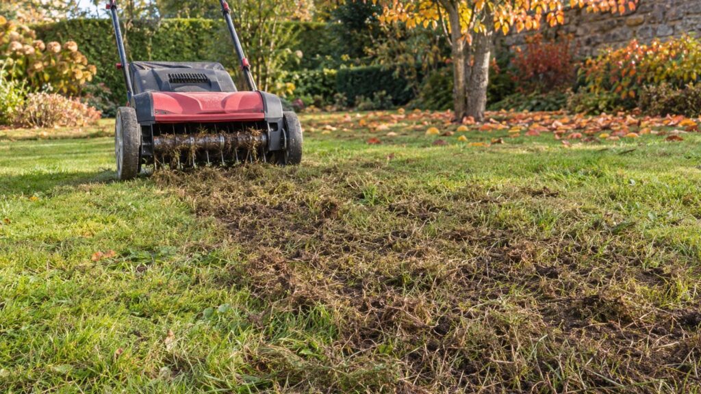 Pourquoi la pelouse est-elle abîmée juste après la scarification ?