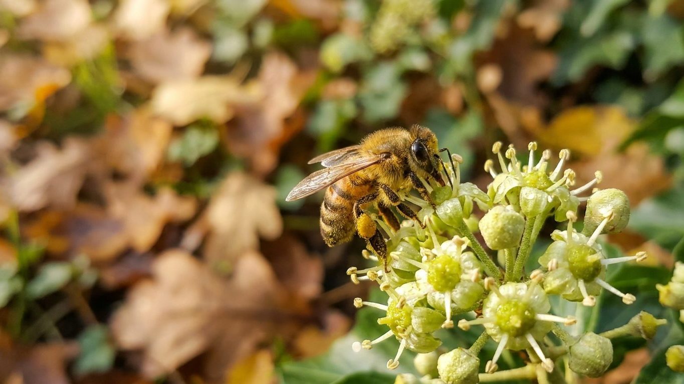 Arracher le lierre de sa haie avant la fin septembre n'a rien d'anodin : ce qui bourdonne dessus à cette date ne trouve pl...