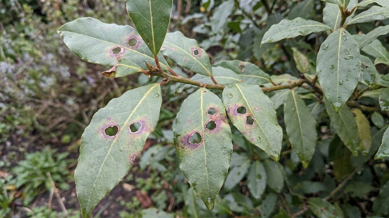 « Je pensais que ma haie de laurier manquait d'engrais » : pourquoi les trous sont apparus cinq ans après la plantation, t...