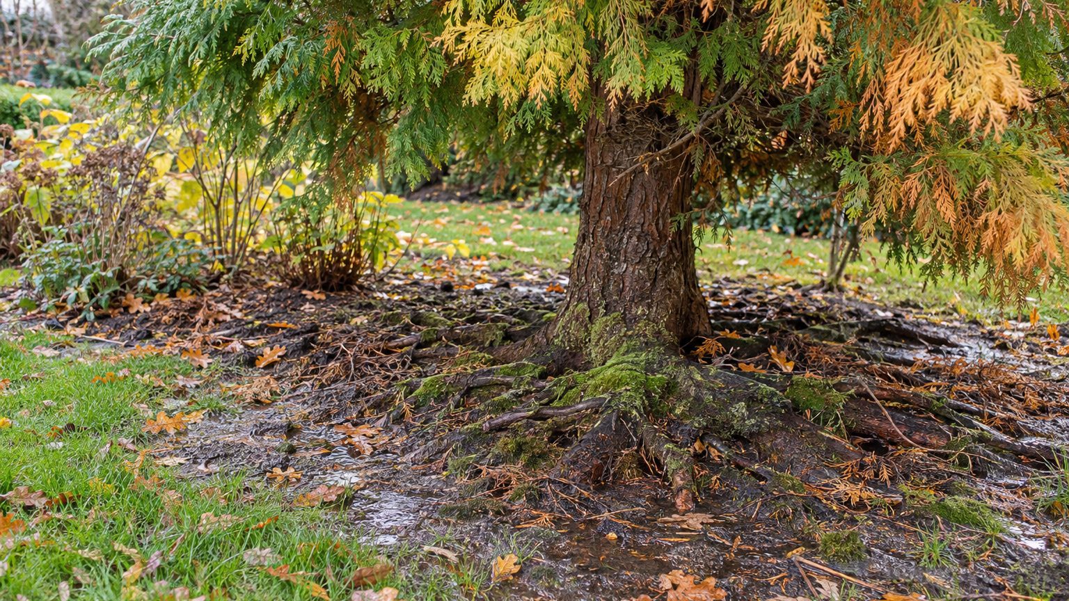 Le sol que l'automne transforme en piège mortel pour les ifs et les faux-cyprès