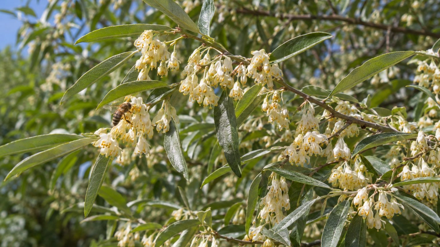 Ma grand-mère ne taillait jamais sa haie de chalefs en septembre et ce n'est pas de la paresse : regardez ce qui bourdonne...