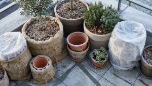 Protéger terrasse plantes hiver : l'organisation qui limite les pertes sur balcon