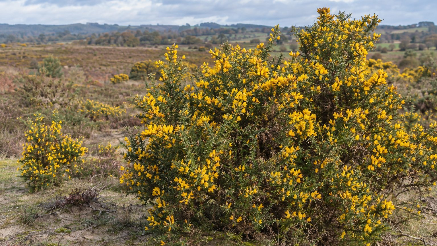 Arbustes de haies landes : ajonc, genêt, bruyère et bourdaine
