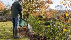 Arrosage d'une haie nouvellement plantée : quelle quantité, quelle fréquence et pendant combien de temps