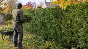 Brûler les branches de thuya : pourquoi c'est interdit et que faire des déchets de taille