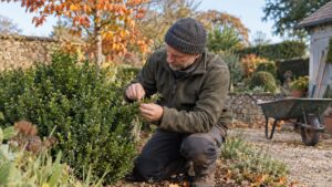 Buis orange en hiver : coloration due au froid ou buis en train de mourir ? Les signes pour trancher