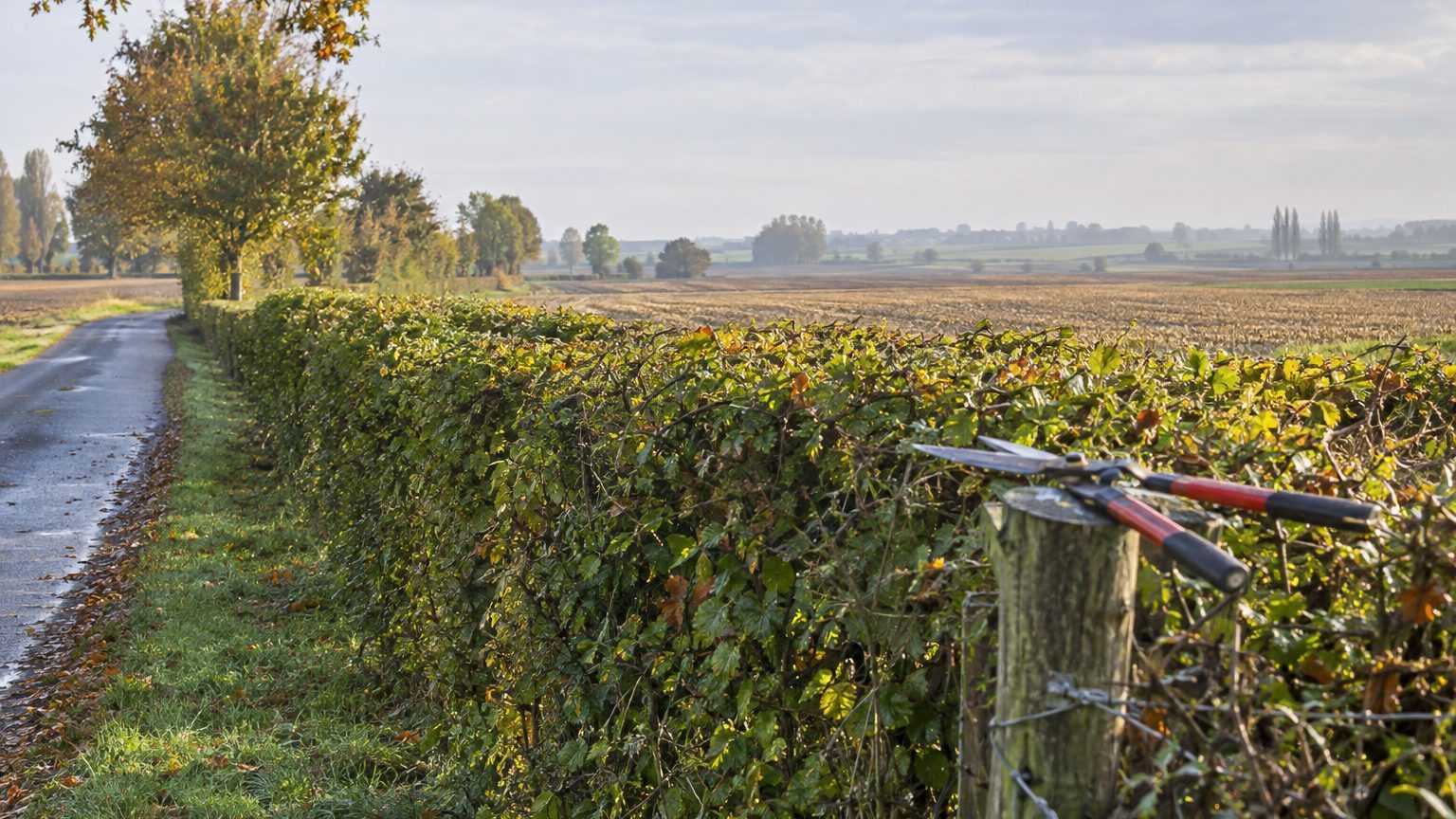 Taille des haies dans le Nord : dates et arrêté préfectoral 2026