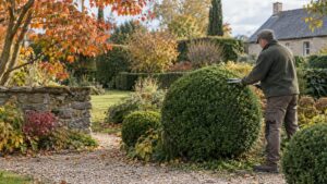 Tailler un buis en boule : période, outils, gabarit et erreurs qui le dégarnissent